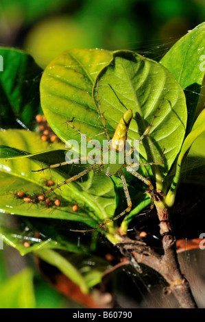 Un verde lynx spider e i suoi neonati. Texas, Stati Uniti d'America. Foto Stock