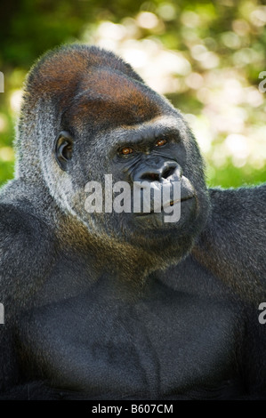 Espressione facciale di grande Gorilla Silverback. Foto Stock