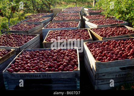 Appena raccolto mele riempire le casse al Lerew frutteti in Adams County Foto Stock