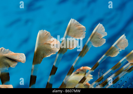 Pterois miles leone indiano pinna dorsale spine, Mar Rosso Foto Stock