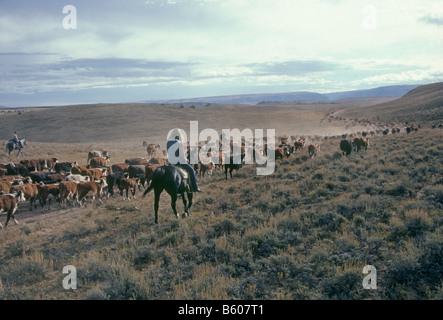 Cowboy americani e cowgirls mandria più di 1000 capi di bestiame herford per un pascolo invernale su un grande ranch di bestiame in Wyoming. Foto Stock