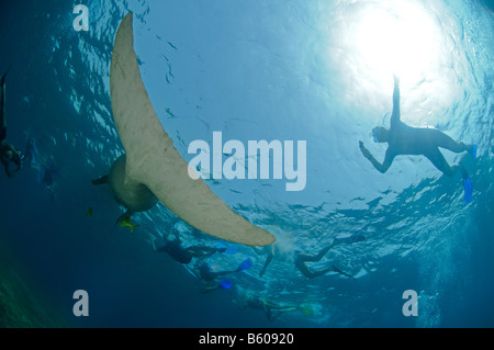 Dugong dugon , mare rosso Foto Stock