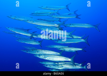 Sphyraena qenie Blackfin Barracuda, Mar Rosso Foto Stock