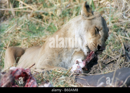 Lion mangiare wildbeest dopo il vincitore della caccia Foto Stock