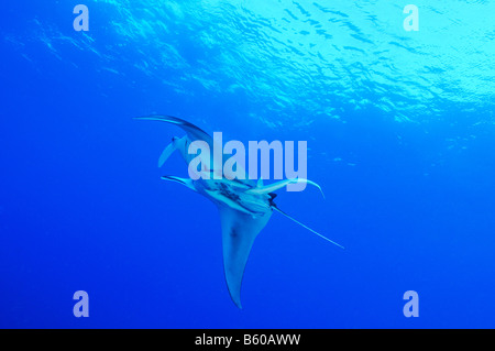 Manta birostris e Echeneis naucrates Manta ray con suckerfish, Mar Rosso Foto Stock