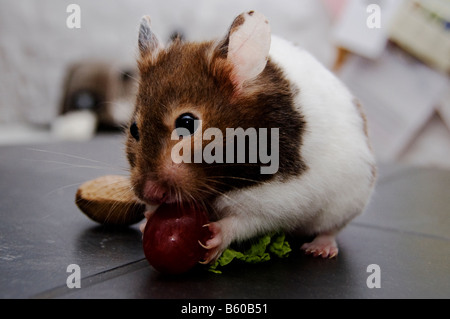 Hamster mangiare uva sul piano di lavoro Foto Stock