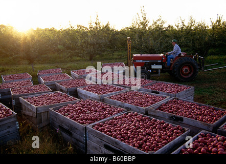 Appena raccolto mele riempire le casse al Lerew frutteti in Adams County Foto Stock