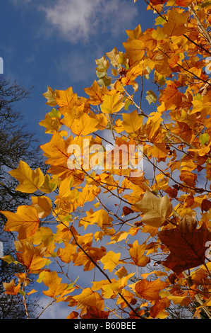 Albero dei tulipani liriodendron tulipifera della Magnoliacee originaria degli Stati Uniti d'America le foglie di autunno su albero piantato in Gran Bretagna Foto Stock
