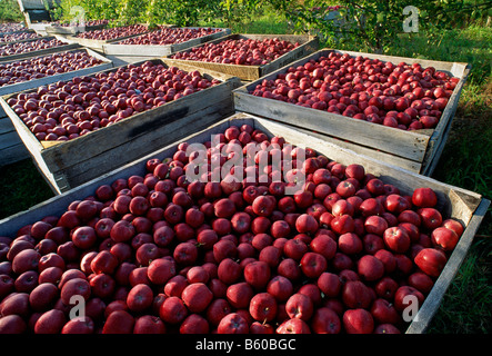 Appena raccolto mele riempire le casse al Lerew frutteti in Adams County Foto Stock