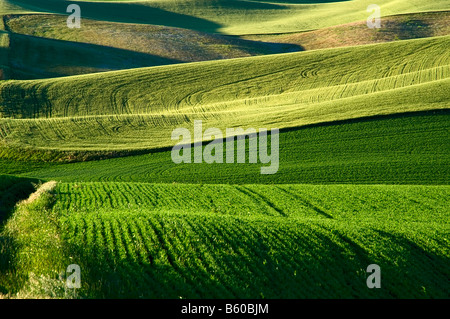 Verdi campi di grano in primavera nel Palouse regione orientale di Washington Foto Stock