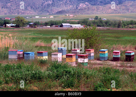 Alveari in un campo nella Okanagan Valley, BC, British Columbia, Canada - Apicoltura in legno Scatole di Bee Foto Stock