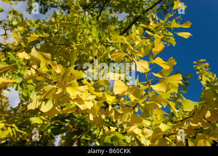 Maidenhair Albero in autunno Foto Stock