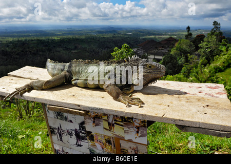 Iguana (Iguanidae) vicino a Bedugul, Bali, Indonesia Foto Stock