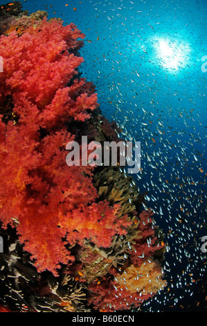 Dendronephthya sp. Coralli molli e glassfish, Mar Rosso Foto Stock