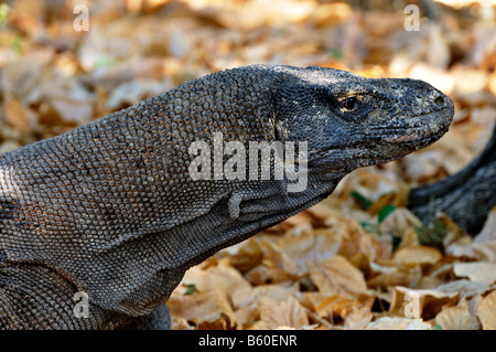 Testa di drago di Komodo (Varanus komodoensis), il Parco Nazionale di Komodo, Sito del Patrimonio Mondiale, Komodo, Indonesia, Asia Foto Stock