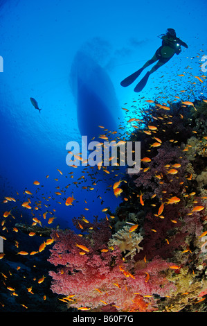 Dendronephthya klunzingeri Pseudanthias squamipinnis soft coral e subacqueo e Lyratail anthias, Mar Rosso Foto Stock