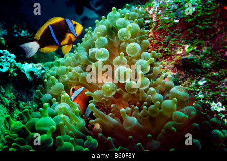 Arancio-pinna (Anemonefish Amphiprion chrysopterus) nel magnifico mare (Anemone Heteractis magnifica), il Parco Nazionale di Komodo Foto Stock