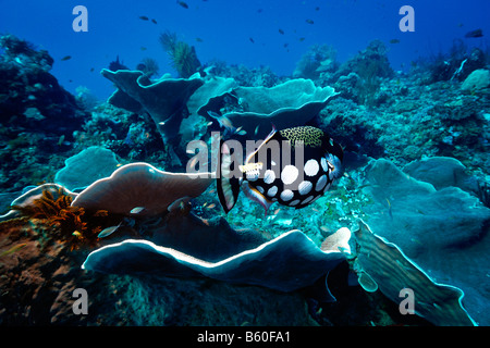 Il pagliaccio pesci balestra (Balistoides conspicillum) in corallo disco (Turbinaria frondens), il Parco Nazionale di Komodo, Sito del Patrimonio Mondiale Foto Stock