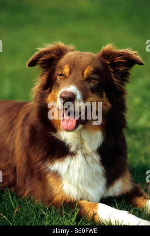 Border Collie (Canis lupus familiaris), ritratto, sdraiato su un prato Foto Stock