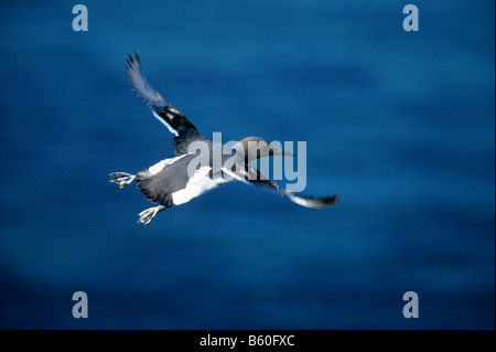 Thin-fatturati o Murre comune o comuni o Guillemot (Uria aalge) volare sopra il mare in cerca di cibo, Isola di Helgoland, Mare del Nord Foto Stock