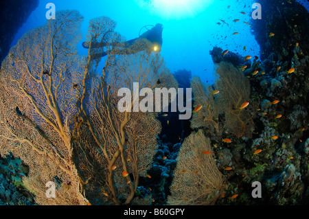 Subergorgia mollis gorgonia ventilatore di mare con Anthias e sub in Mar Rosso Foto Stock