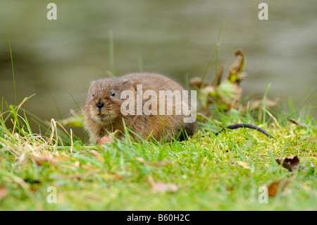 Acqua Vole Arvicola terrestris mangiare vegetazione dalla banca del fiume DERBYSHIRE REGNO UNITO Ottobre Foto Stock