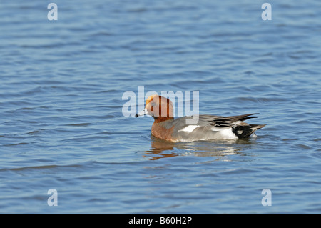 Fischione Anas penelope maschio singolo su acqua NORFOLK REGNO UNITO Ottobre Foto Stock