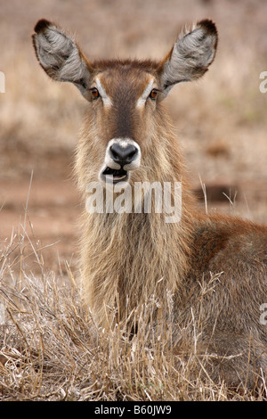 Kudu maggiore tragelaphus strepsiceros unica femmina adulta seduto a masticare erba Foto Stock