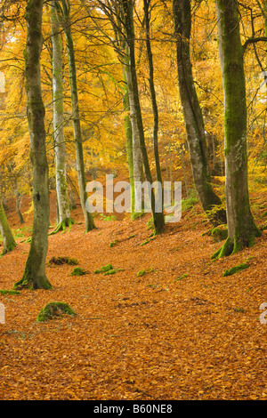 In legno di faggio in autunno. Birks di Aberfeldy, Perth and Kinross, Scotland, Regno Unito Foto Stock