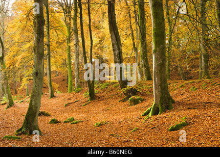 In legno di faggio in autunno. Birks di Aberfeldy, Perth and Kinross, Scotland, Regno Unito Foto Stock