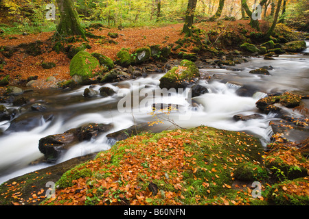 Il flusso attraverso il legno di faggio in autunno. Birks di Aberfeldy, Perth and Kinross, Scotland, Regno Unito Foto Stock