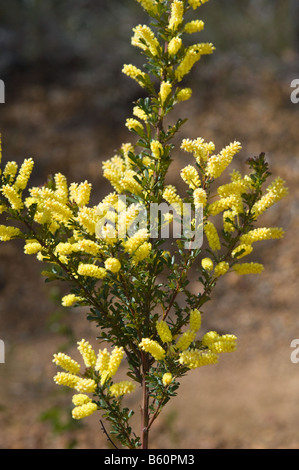 Drummond's graticcio drummondii Acacia fiori di campo di Stirling Parco Nazionale albero perenne endemica in Western Australia Settembre Foto Stock