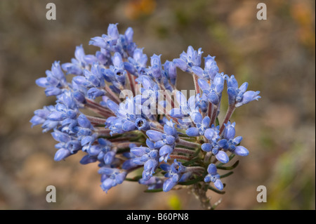 Gamma di Sterling Smokebush (Conospermum dorrienii) Fiori Stirling gamma Parco Nazionale del Western Australia Settembre Foto Stock