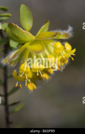 Giallo Pimelea Banjine sulfurea Stirling gamma Parco Nazionale del Western Australia Settembre Foto Stock