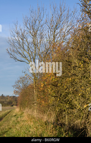 Autunnale di siepe con il cielo limpido Foto Stock