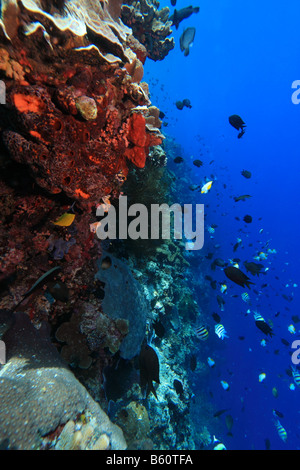 Parete verticale off Bunaken Island in Indonesia Foto Stock