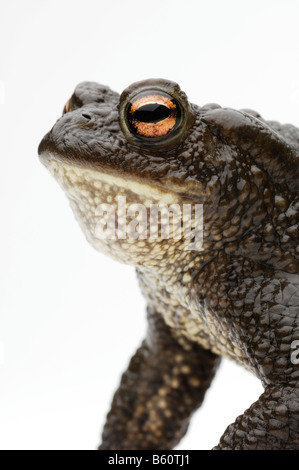 Comune o il rospo europea (Bufo bufo) Foto Stock