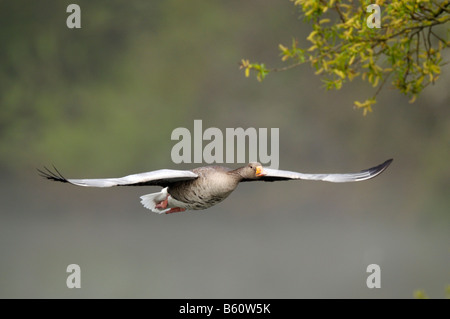 Graylag Goose (Anser anser) in volo, Max Eyht Lago, Stoccarda, Baden-Wuerttemberg Foto Stock