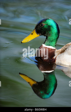 Mallard Duck (Anas platyrhynchos) drake, Stoccarda, Baden-Wuerttemberg Foto Stock