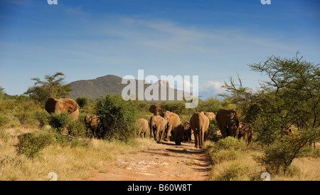 Allevamento di bush africano Elefante africano (Loxodonta africana), Samburu riserva nazionale, Kenya, Africa orientale, Africa Foto Stock
