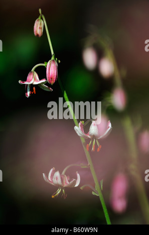 Martagon o Turk cappuccio del Giglio (Lilium martagon), Svevo, Baden-Wuerttemberg Foto Stock