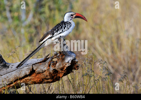 Rosso-fatturati Hornbill (Tockus erythrorhynchus) appollaiato su un ramo, Samburu riserva nazionale, Kenya, Africa orientale Foto Stock