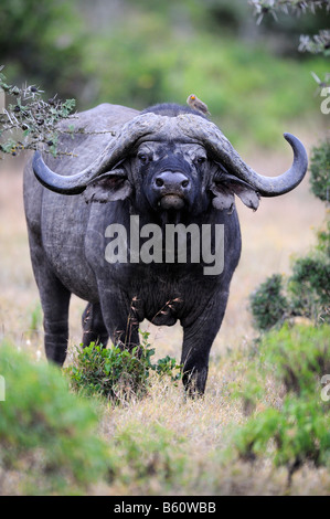 African Buffalo (Syncerus caffer), old bull, rogue, Sweetwater Game Reserve, Kenya, Africa orientale Foto Stock