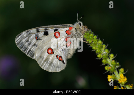 Apollo di montagna (Parnassius apollo), butterfly, Svevo, Baden-Wuerttemberg Foto Stock