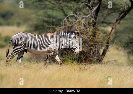 Di Grevy Zebra o Zebra imperiale (Equus grevyi), Samburu riserva nazionale, Kenya, Africa orientale, Africa Foto Stock