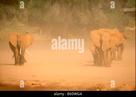 Bush africano Elefante africano (Loxodonta africana) allevamento in piedi in una tempesta di sabbia, Samburu riserva nazionale, Kenya, Africa orientale, Africa Foto Stock