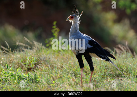 Segretario Bird (Sagittarius serpentarius) con retroilluminazione, Samburu riserva nazionale, Kenya, Africa orientale, Africa Foto Stock