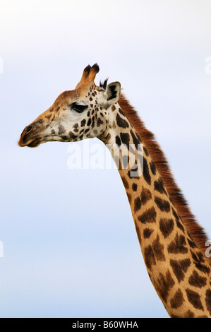 Masai Giraffe (Giraffa camelopardalis), ritratto, Samburu riserva nazionale, Kenya, Africa orientale, Africa Foto Stock