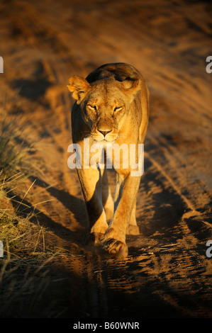 Leonessa (Panthera leo) camminando lungo un percorso nel giorno della prima luce, Samburu riserva nazionale, Kenya, Africa orientale, Africa Foto Stock