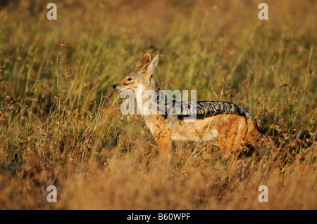 Nero-backed Jackal (Canis mesomelas) nel giorno della prima luce, Sweetwater Game Reserve, Kenya, Africa orientale, Africa Foto Stock